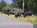 thn_NZ leden-unor 2006 013.jpg